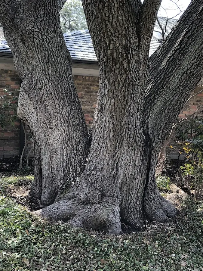 Mature heritage tree close to a Okatie property cared for by certified arborists